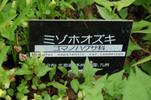 ミゾホウズキ