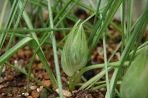 starofbethlehem_02
