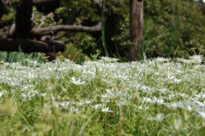 starofbethlehem_06