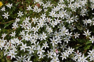 starofbethlehem_05
