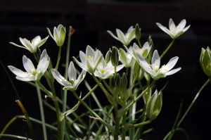 starofbethlehem_07