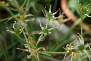 starofbethlehem_09