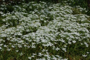 starofbethlehem_08