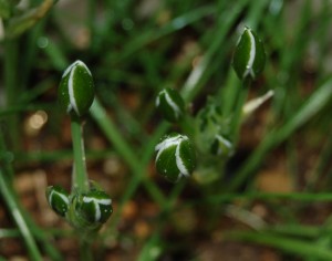 starofbethlehem_03