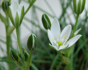 starofbethlehem_04