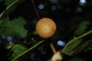 red_chestnut_010