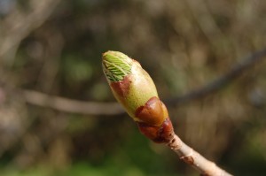red_chestnut_002 レッドチェスナット