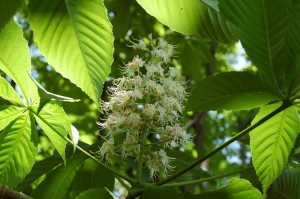 white_chestnut_002 ホワイトチェスナット