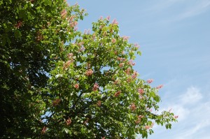 red_chestnut_009 レッドチェスナット