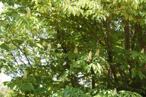 white_chestnut_001 ホワイトチェスナット