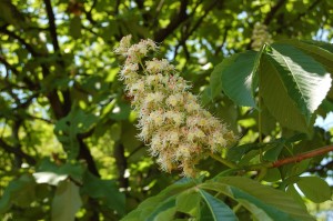 white_chestnut_003 ホワイトチェスナット