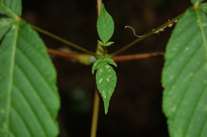 white_chestnut_006