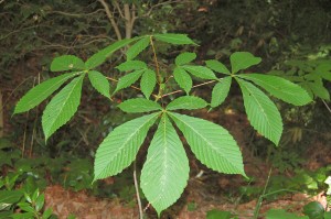 white_chestnut_005