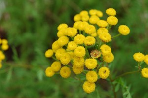 DSC_16550001_1