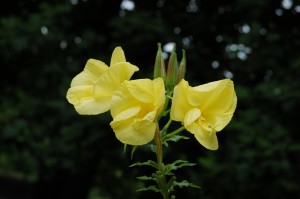 DSC_16560001