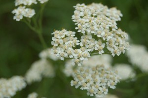 DSC_16720001